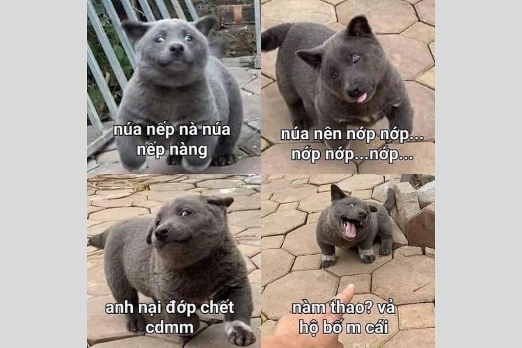 Lưu ngay 100+ hình con chó meme cute, hài hước cười đứt ruột