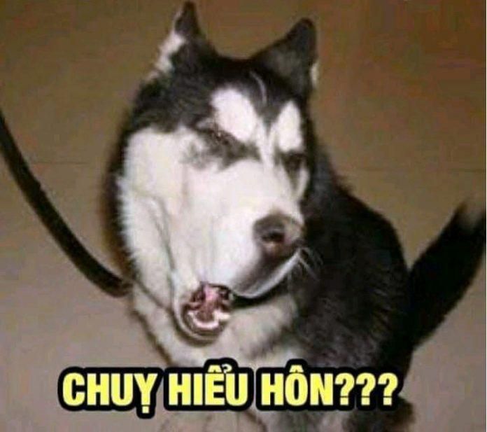 Lưu ngay 100+ hình con chó meme cute, hài hước cười đứt ruột