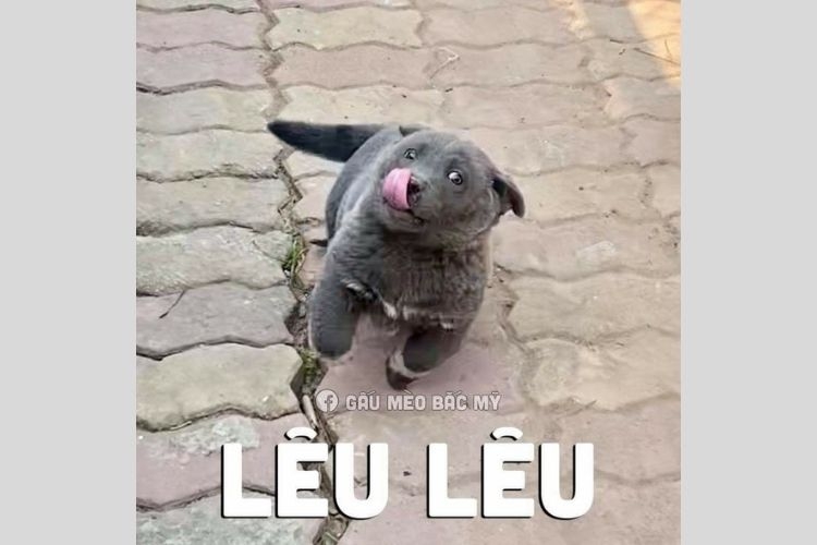 Lưu ngay 100+ hình con chó meme cute, hài hước cười đứt ruột