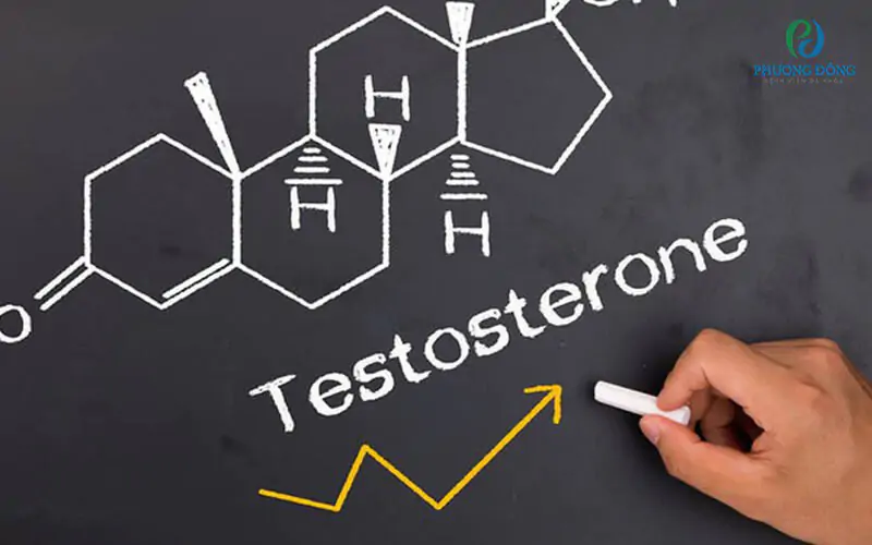 Testosterone được sinh sản ra ở đâu? Hormone có vai trò gì?