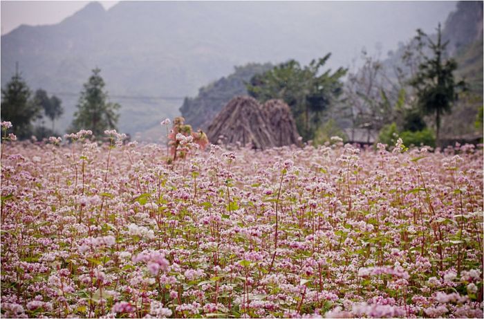 Đà Lạt Tháng 9 Mùa Thu Có Gì