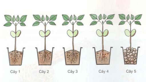 Khoa học 4 bài 57: Thực vật cần gì để sống?